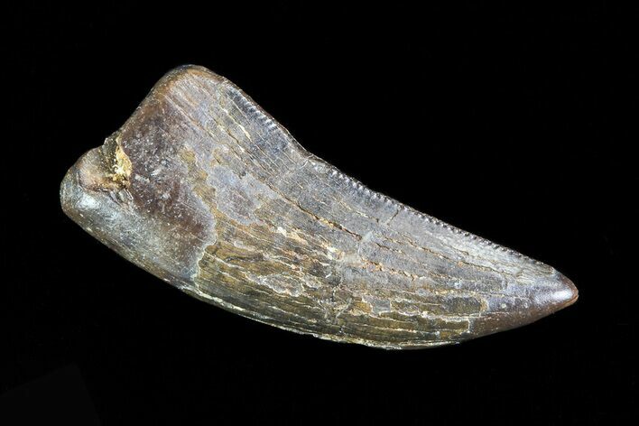 Theropod Tooth - Judith River Formation #70071